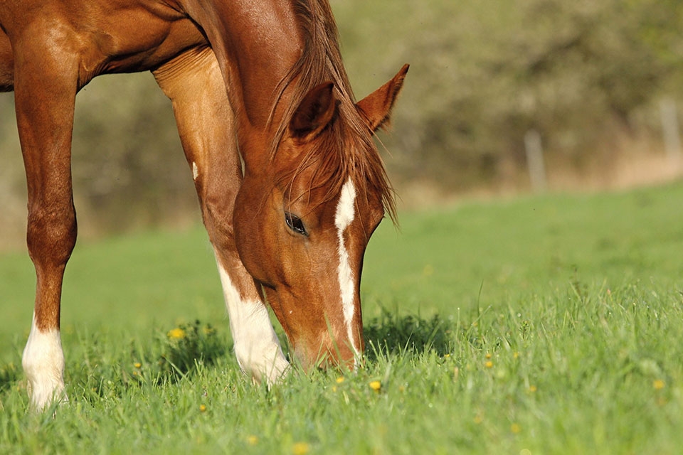 Nutrición - El caballo, un herbívoro por naturaleza