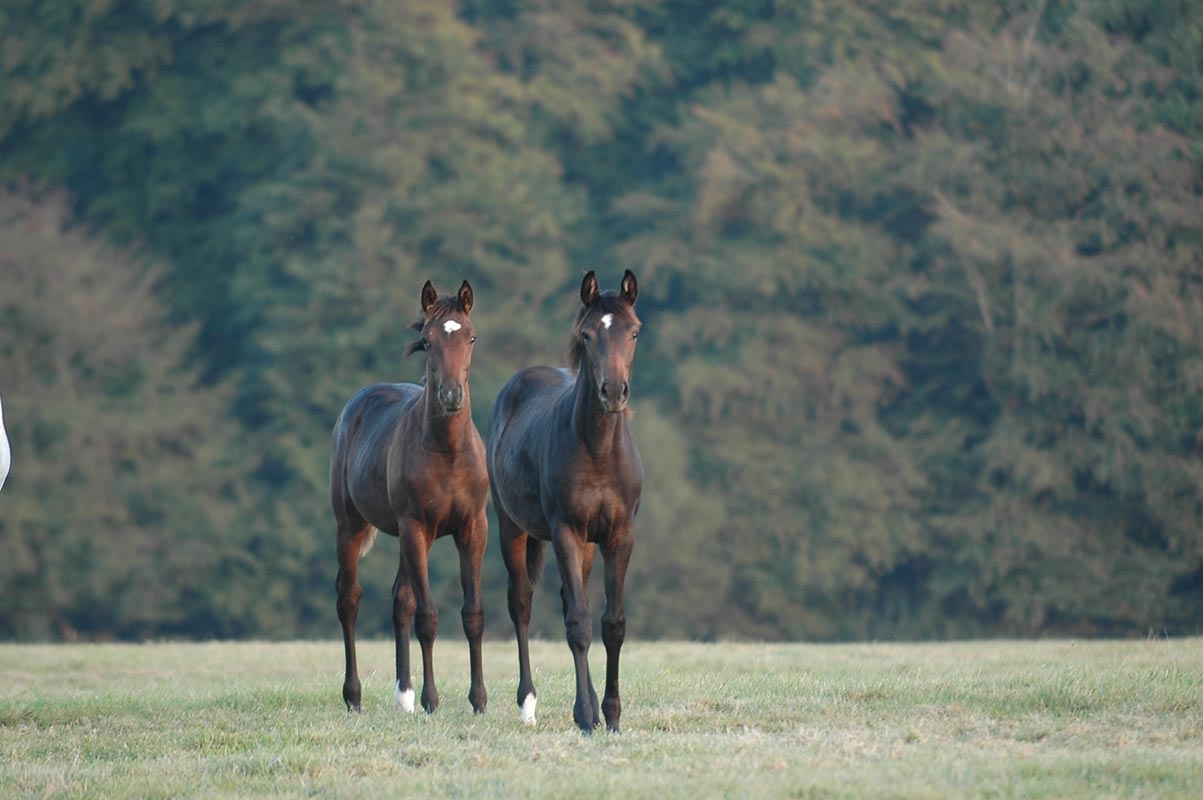 Nutrition - Regarding breeding horses, how to give a better start to foals?